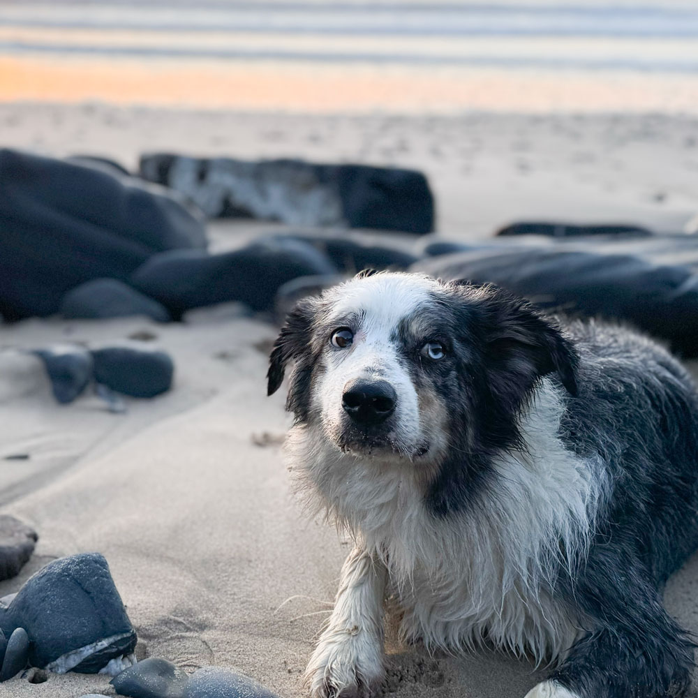 Connection360-Loki-am-strand