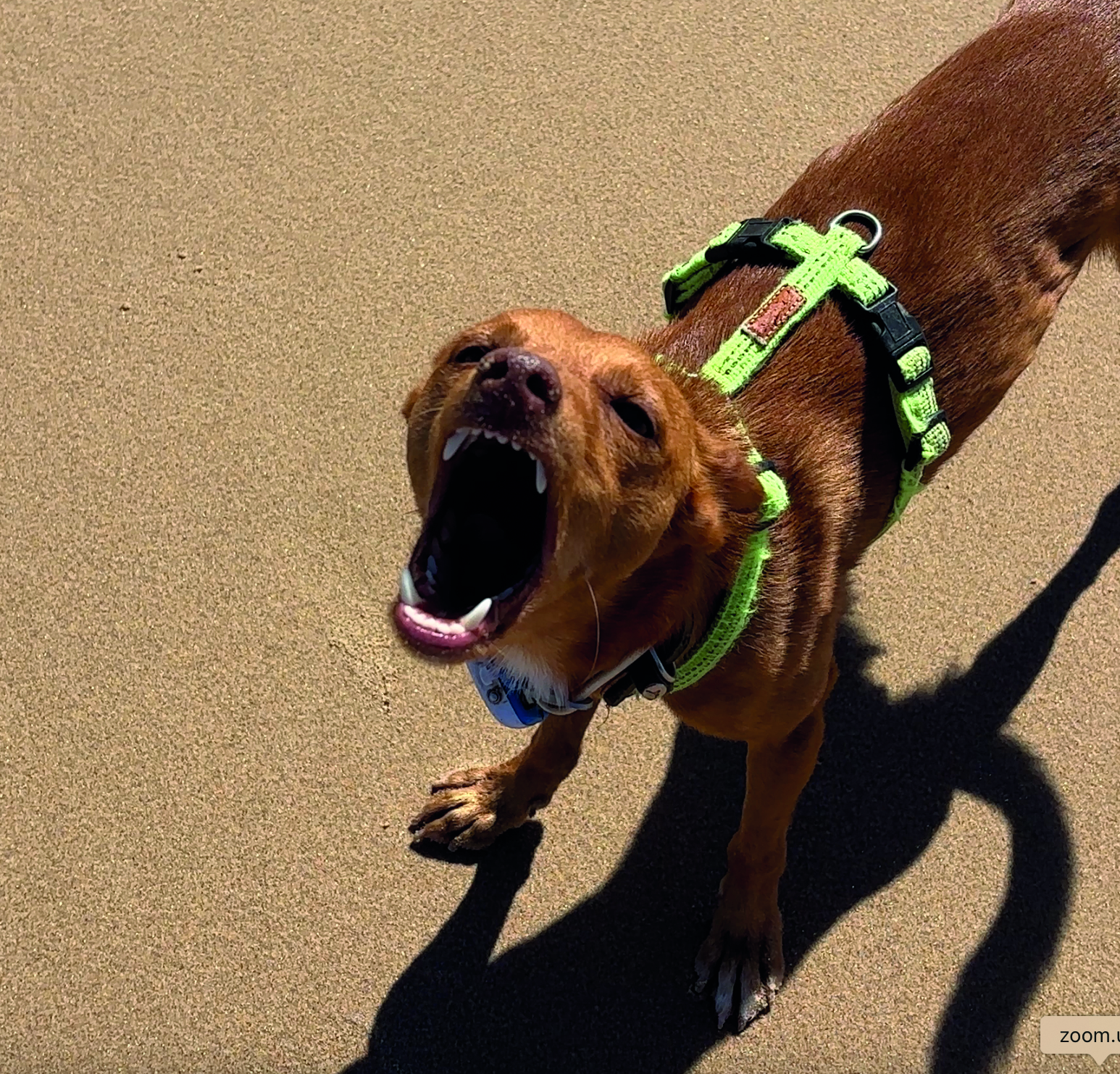 Frido folge uns cmyk